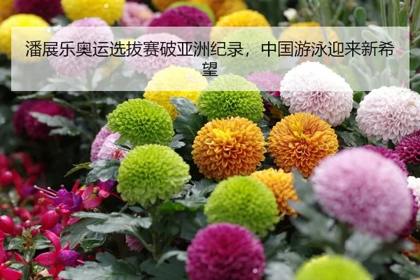 潘展乐奥运选拔赛破亚洲纪录，中国游泳迎来新希望